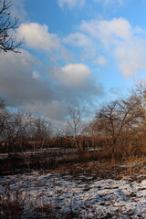 A field with trees and snow