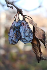A close-up of a blue fruit on a branch