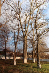 A group of trees in a field