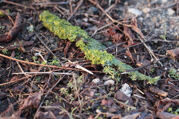 A green lizard on the ground