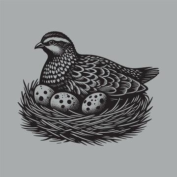 recommend clip art: Quail bird in a nest with eggs. Vitange engraving. Vector illustration, cut out objects	