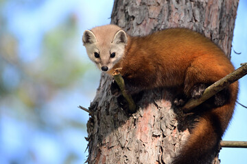 Fototapeta premium Cute American Pine Marten climbs through the pine trees along the edge of a forest in Algonquin Provincial Parkin Ontario Canada