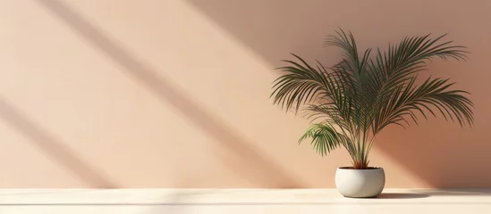 Fotobehang Minimal studio interior with tropical palm shadow for a summer product mockup. © TheWaterMeloonProjec