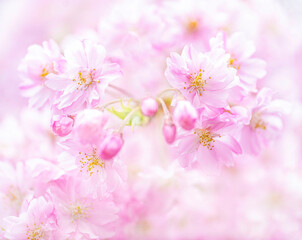 Macro Photo Blooming Pink Cherry Blossoms Flowers in Spring - Pink Floral Background