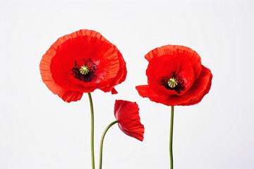 Obraz premium two red flowers are in a vase