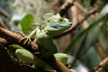 green lizard on a tree