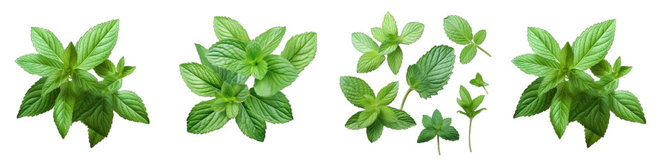 Peppermint Hyperrealistic Highly Detailed Isolated On Transparent Background Png File - obrazy, fototapety, plakaty