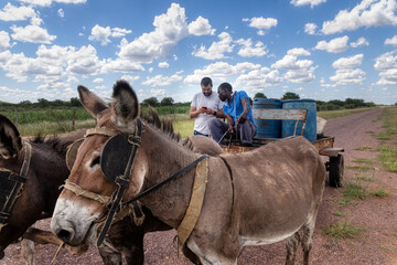 donkey card with four donkeys on a cart carry water drums near the highway, caucasian man with a...