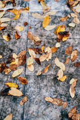 Autumn fallen leaves lie on a textured gray wet tile