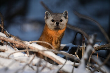 Cute American Pine Marten climbs through the snow at the base of pine trees in Algonquin Provincial Park in Ontario Canada