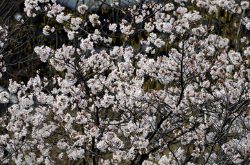 団地の桜