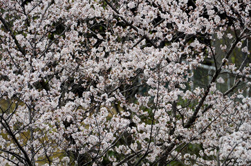 団地の桜