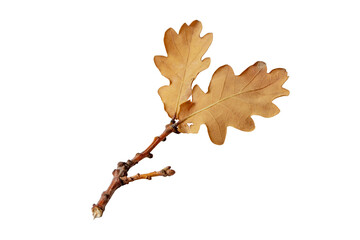 Two dry brown oak leaves branch isolated transparent png. Autumn season fallen foliage.
