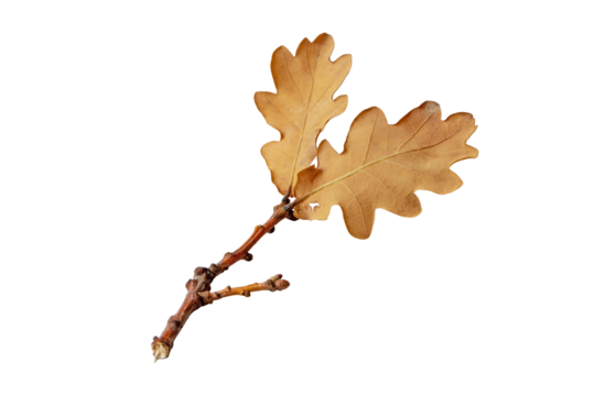 Two dry brown oak leaves branch isolated transparent png. Autumn season fallen foliage.

