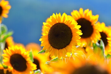 Obraz premium 上堰潟公園のひまわり畑（新潟県）