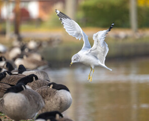 Seagulls Flying in a Natural Setting - Birds on a Sky Blue Background - Lindenhurst NY Fireman's Memorial Park