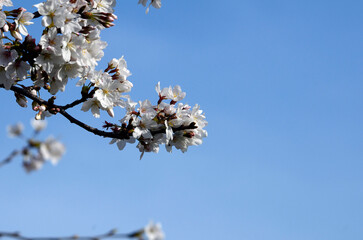 青空と桜