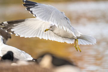 Seagulls Flying in a Natural Setting - Birds on a Sky Blue Background - Lindenhurst NY Fireman's Memorial Park