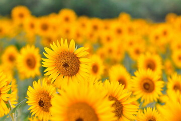 八米のひまわり畑（新潟県）