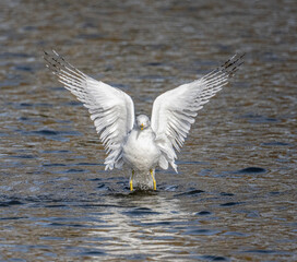 Seagull with Wings Open on Water