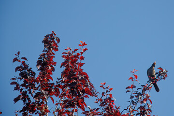 bird perched on a branch of red leaves against sky