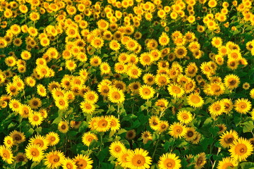 八米のひまわり畑（新潟県）