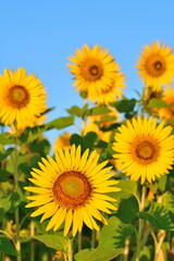 Fototapeta premium ヒマワリ（新潟県）