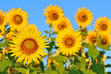 Fototapeta premium ヒマワリ（新潟県）