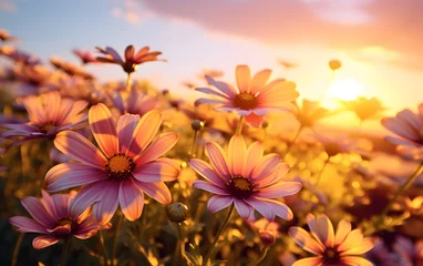Deurstickers sunset over a field of African daisy flowers © Harry