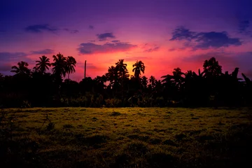 Zelfklevend Fotobehang sunset in tropical forest © Johnster Designs