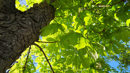 Large chestnut tree with fresh bright green foliage