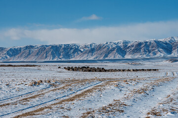 Mountains winter landscape with flock of sheep - 697297180
