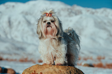 Shih tzu dog standing on stone on mountains background in winter