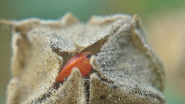 Red-black insect firebug on plants seed capsules looking for food close-up. Garden pests in the natural environment