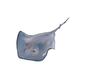 Stingray Blue ocean creature sketch Sea animal watercolor illustration 