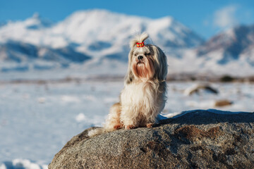 Shih tzu dog standing on stone on mountains background in winter