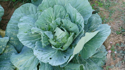 Green background with cabbage leaves. - obrazy, fototapety, plakaty