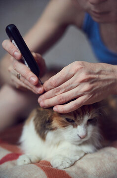 Cat at home undergoing medical treatment, blood glucose measurement with gauge