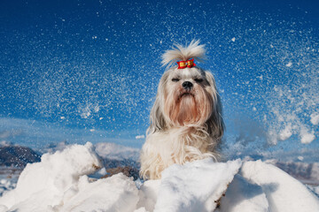 Shih tzu dog sitting on winter background with snowflakes and mountains