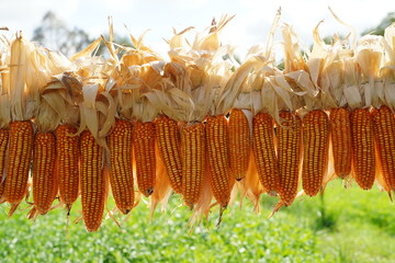 Plots of maize for animal feed of Thai farmers.