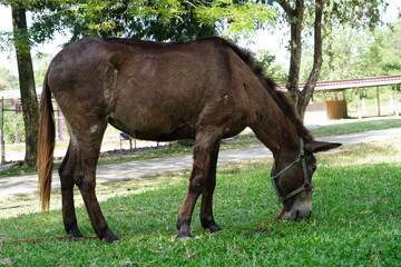 A mule eating grass in the garden.
