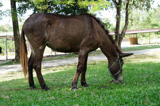 A mule eating grass in the garden.