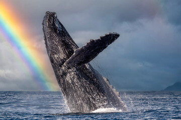 humpback whale breaching in pacific ocean cabo san lucas mexico on rainbow sky background © Andrea Izzotti
