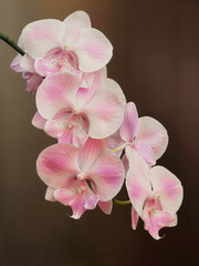 Pink flower orchids on light background. Floral design, close-up. View from the side, home tropical flower. Houseplant Phalaenopsis close up, vertical orientation.	