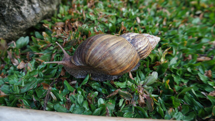snail is walking in the grass, close-up shot