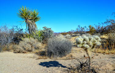 Rock desert landscape in California, yucca, cacti and desert plants in the foreground