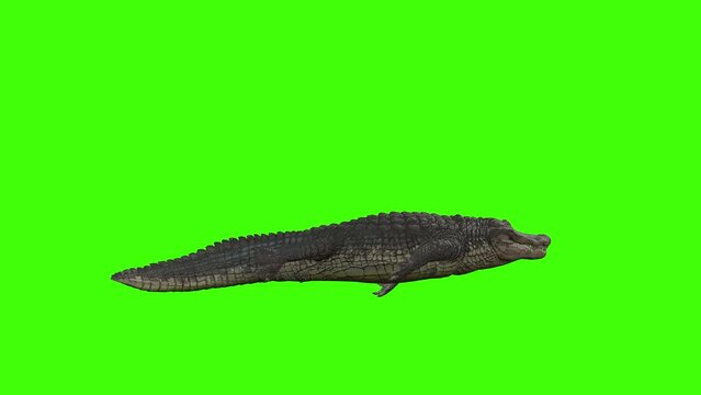 one 3d alligator loop swimming animation walk cycle side view on the green screen, 4k Reptile animal crocodile alligator swim on chroma key render, giant reptile in the Crocodilia, dangerous animal