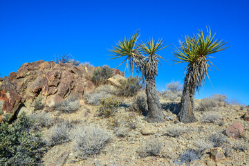 Rock desert landscape in California, yucca, cacti and desert plants in the foreground.