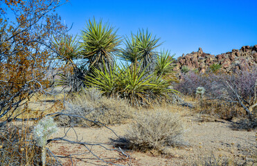 Rock desert landscape in California, yucca, cacti and desert plants in the foreground.
