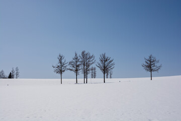 冬の晴れた日の丘に立つカラマツ
